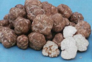 Tuber, breve descripción del género, ciclo de vida y especies comestibles