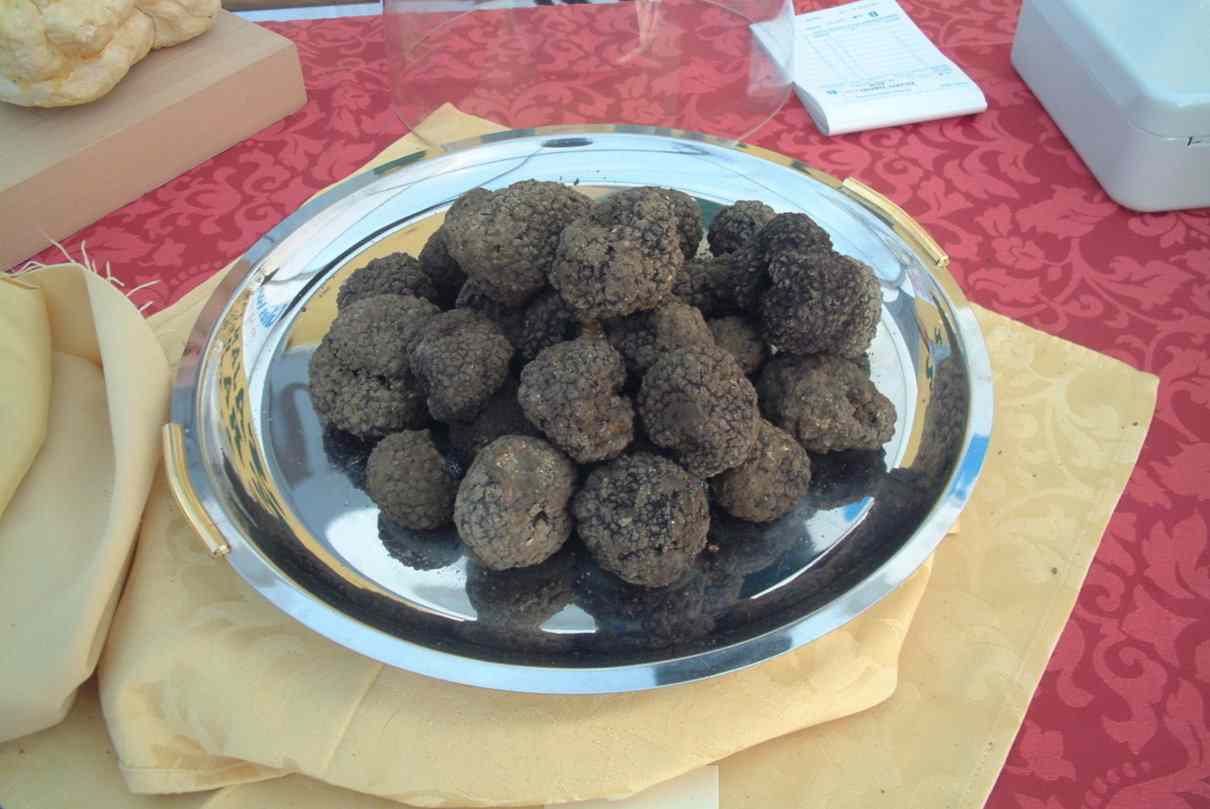 Trufa negra (Tuber melanosporum): características, hábitat y desarrollo