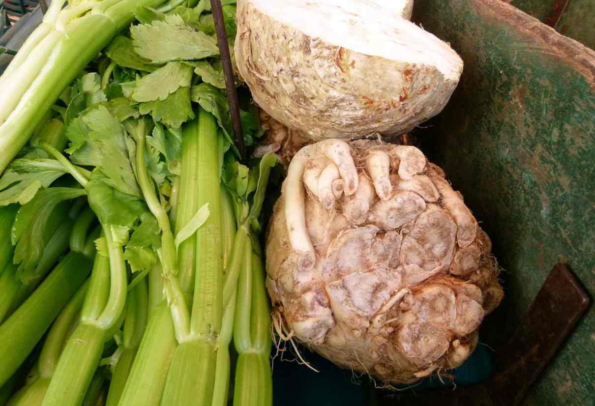 Apio, Apium graveolens