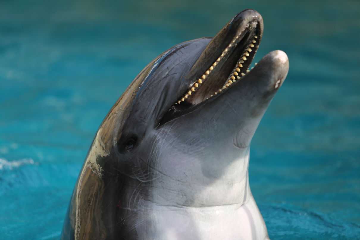 Características de los delfines, morfología comunicación y ecolocación