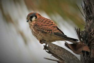 Músculos de la aves, características del sistea muscular