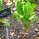 lechuga-lactuca-sativa