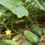 pepino-cucumis-sativus