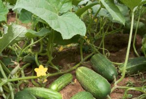 Pepino, Cucumis sativus, planta y características. Beneficios