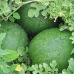 sandia-citrullus-lanatus