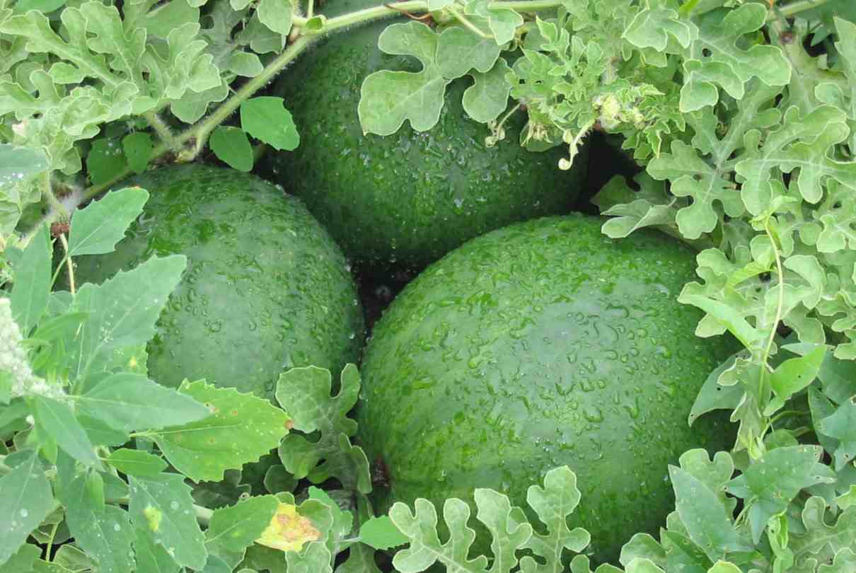 Sandía, Citrullus lanatus