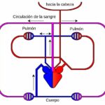 sistema-circulatorio-de-los-reptiles