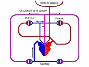 Sistema circulatorio de los reptiles. Corazón y S. linfático