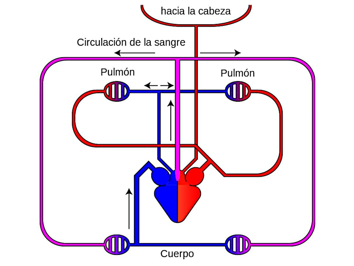 Sistema circulatorio de los reptiles. Corazón y S. linfático
