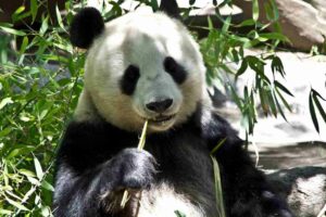 Alimentación del oso panda, requerimientos nutricionales