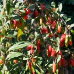 bayas-de-goji-lycium-barbarum