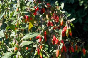 Bayas de Goji, Lycium barbarum, información y cultivo