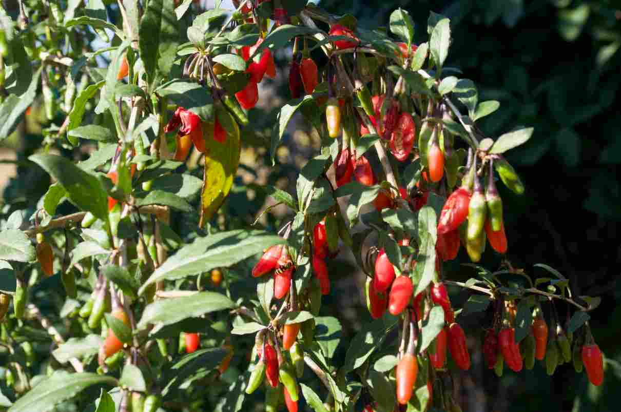 Bayas de Goji, Lycium barbarum