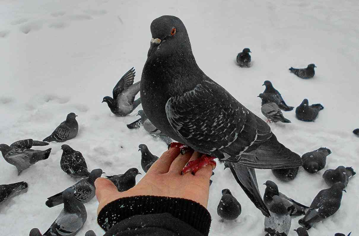 Comportamiento de las palomas