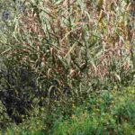 Comportamiento de las plantas a estímulos (día y noche) comportamiento-de-las-plantas