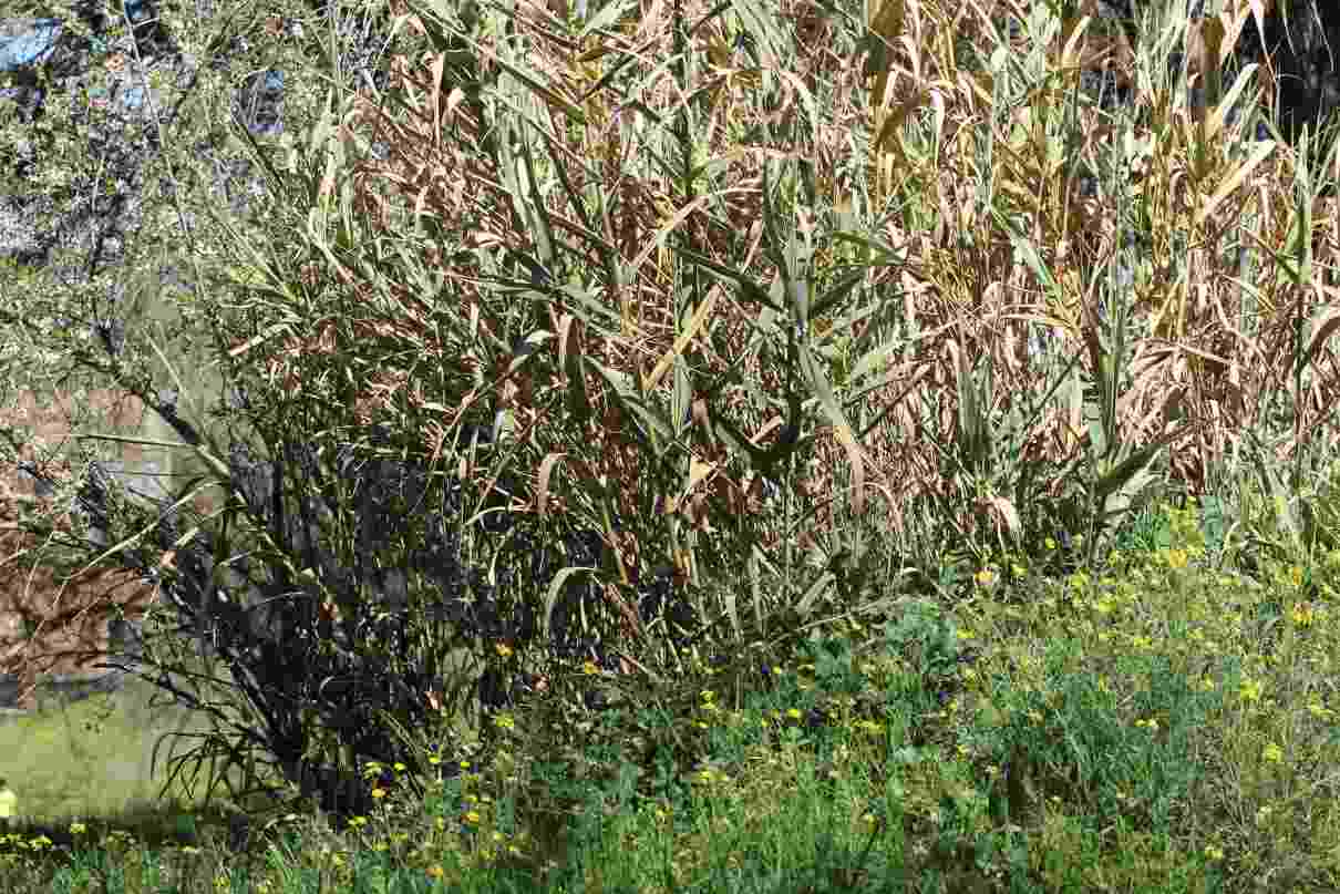 Comportamiento de las plantas