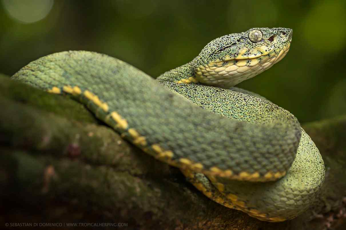 Imagen seleccionada para comportamiento de las serpientes