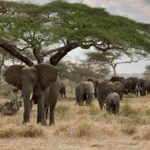 comportamiento-de-los-elefantes