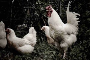 Enfermedades de las gallinas, tipos más relevantes
