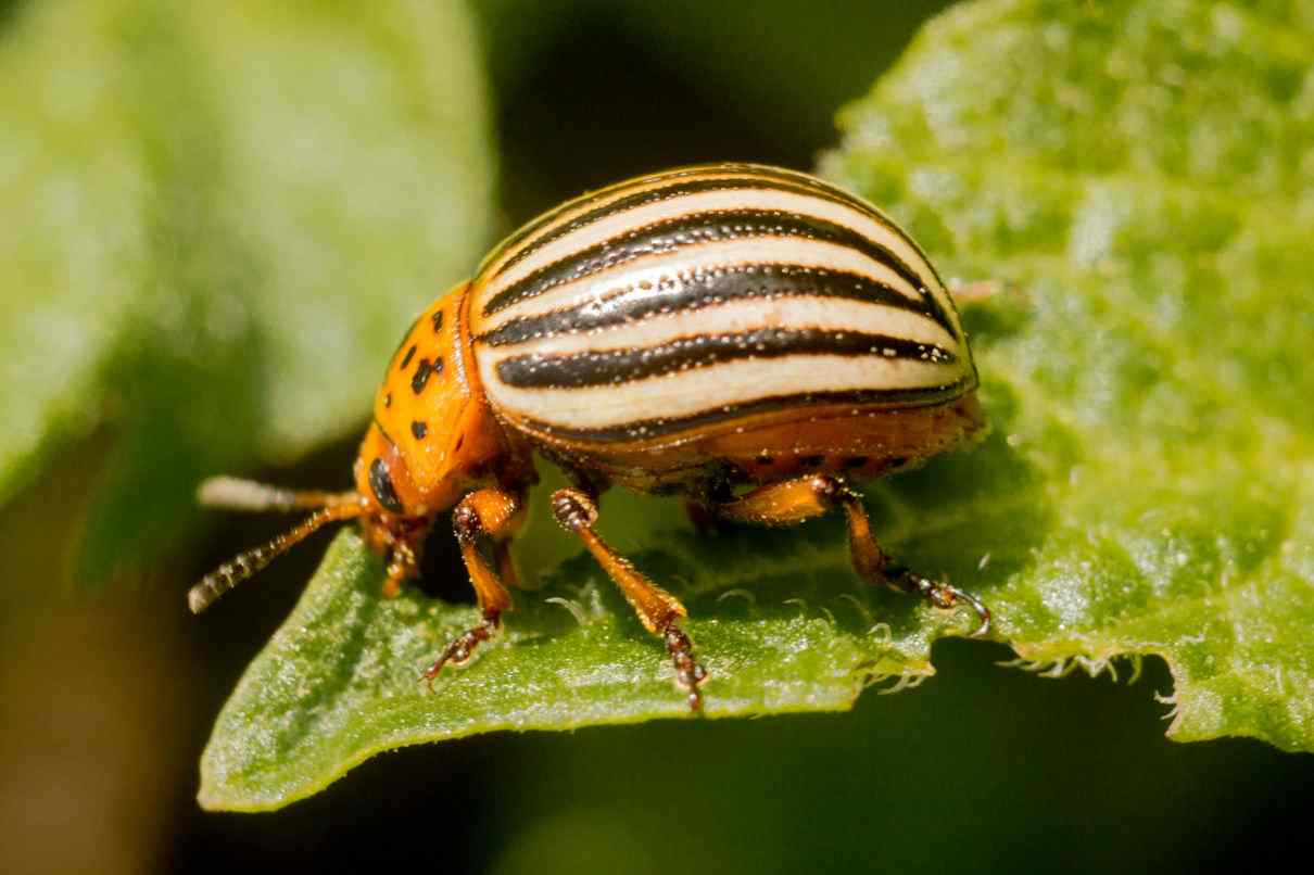 Escarabajo de la patata, Leptinotarsa decemlineata