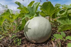 Melón, Cucumis melo, propiedades y beneficios. Cultivo