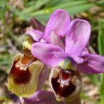 mimetismo-en-las-plantas