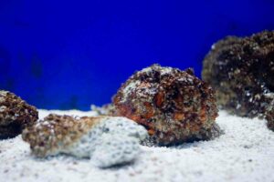 Peces venenosos, toxinas y sus efectos. Tipos y ejemplos