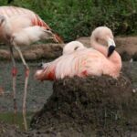 reproduccion-de-los-flamencos