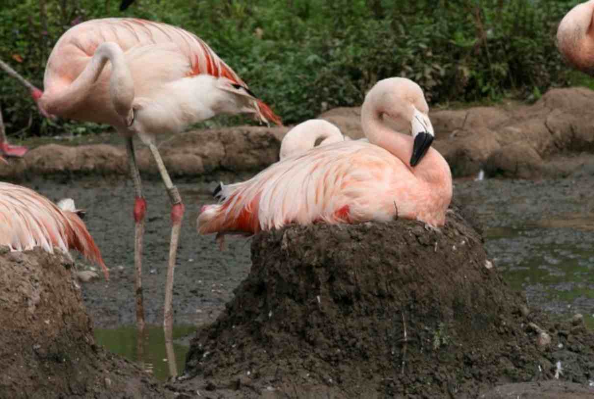 Reproducción de los flamencos