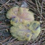 reproduccion-de-los-seres-vivos