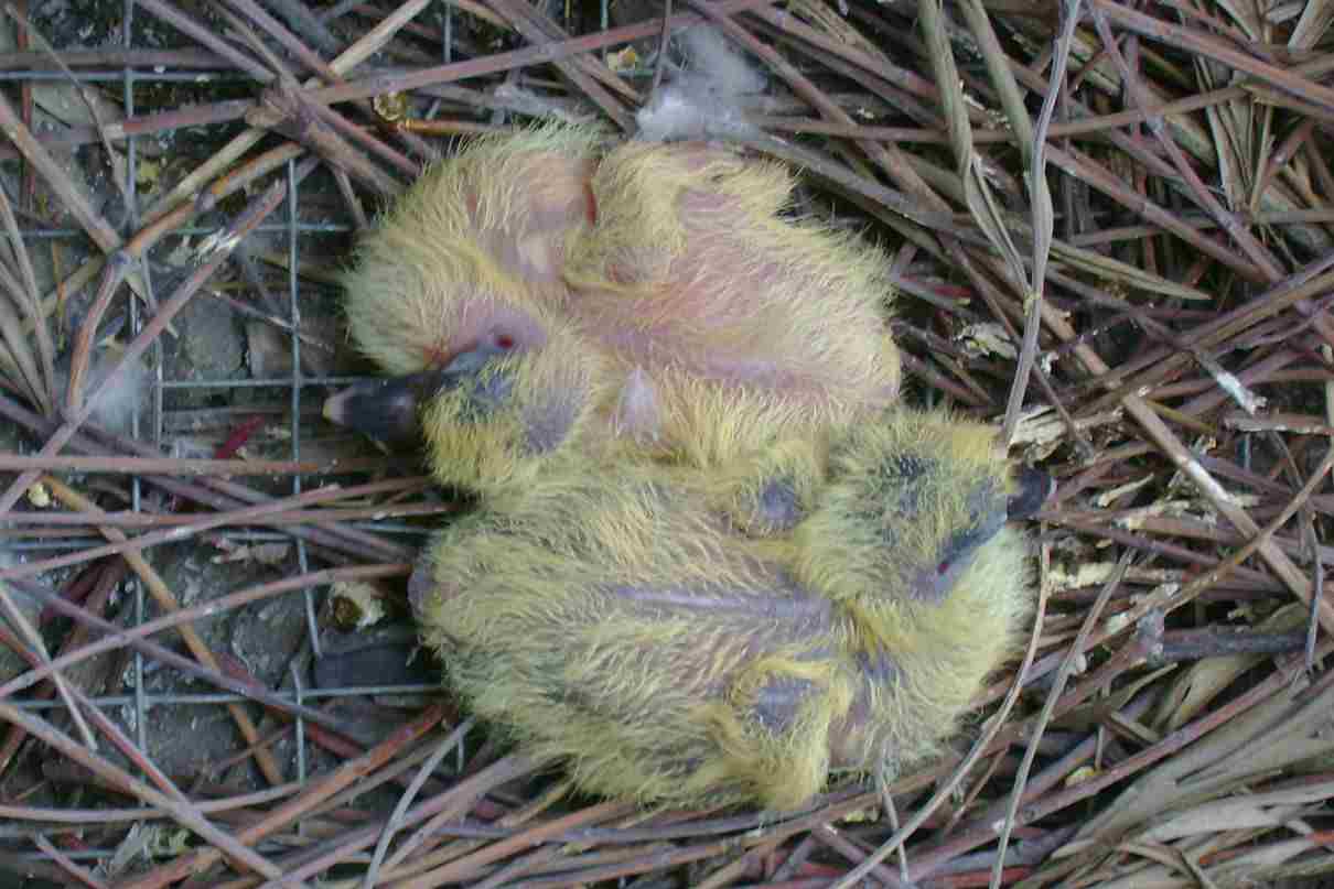 Reproducción de los seres vivos (aves)