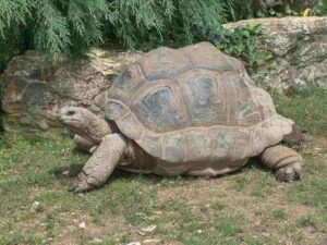 Sistema respiratorio de los reptiles, adaptaciones según grupos