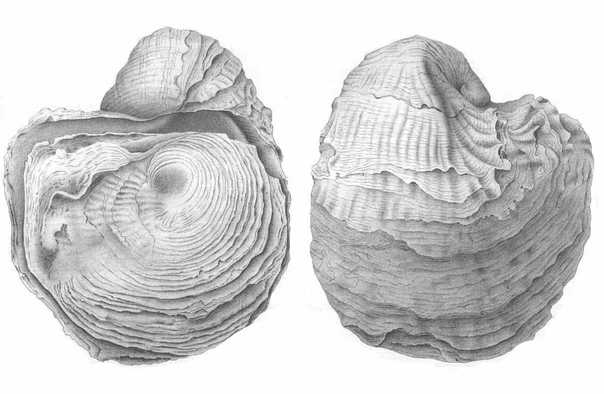 Braquiópodos, organismos integrantes del Phyllum Brachiopoda