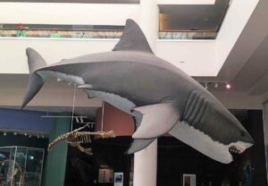 Megalodón (Carcharocles), un tiburón gigante que te asombrará