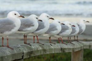 ¿Cómo duermen las aves?, también necesitan descansar