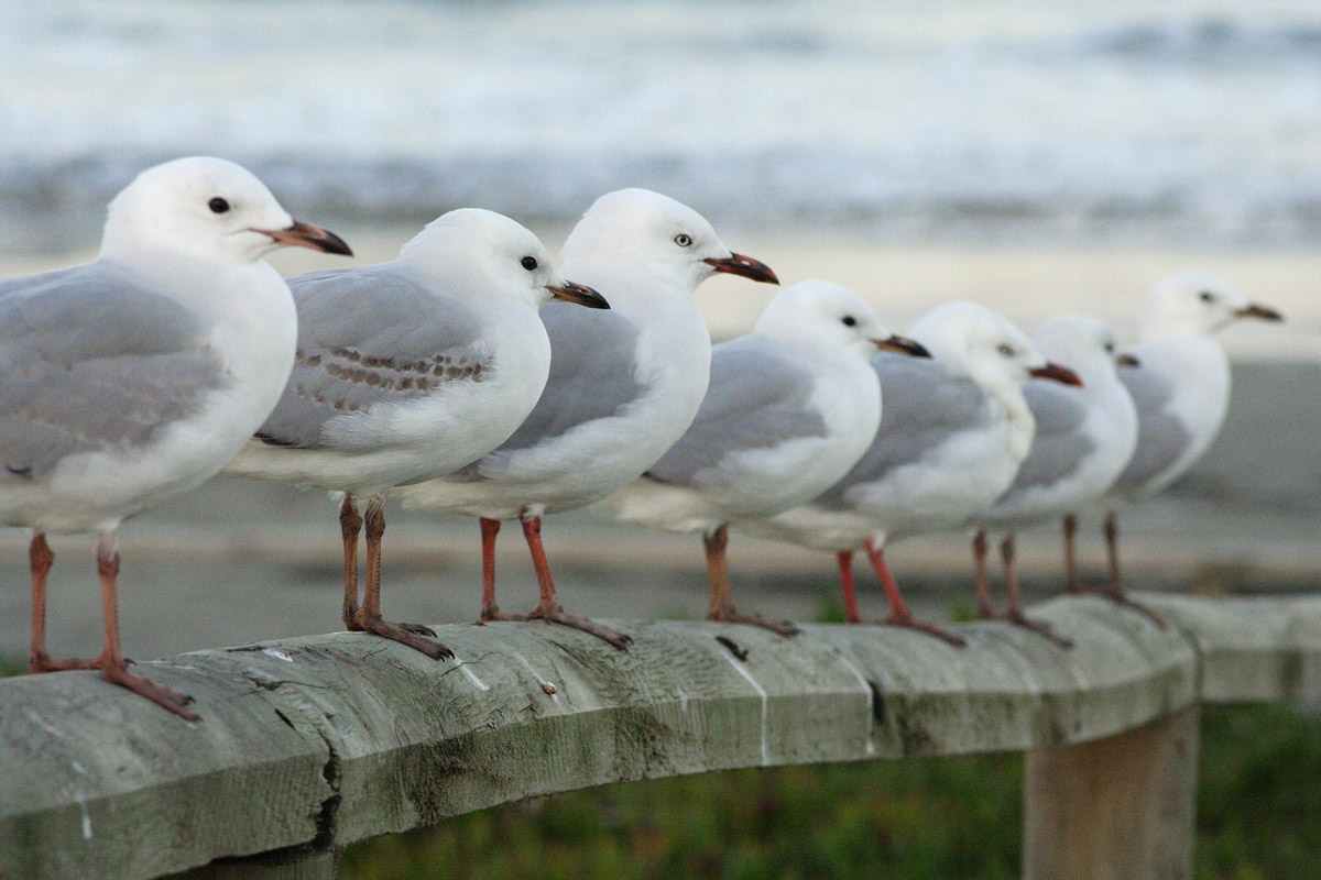 ¿Cómo duermen las aves?, también necesitan descansar