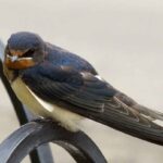 comportamiento-de-las-golondrinas