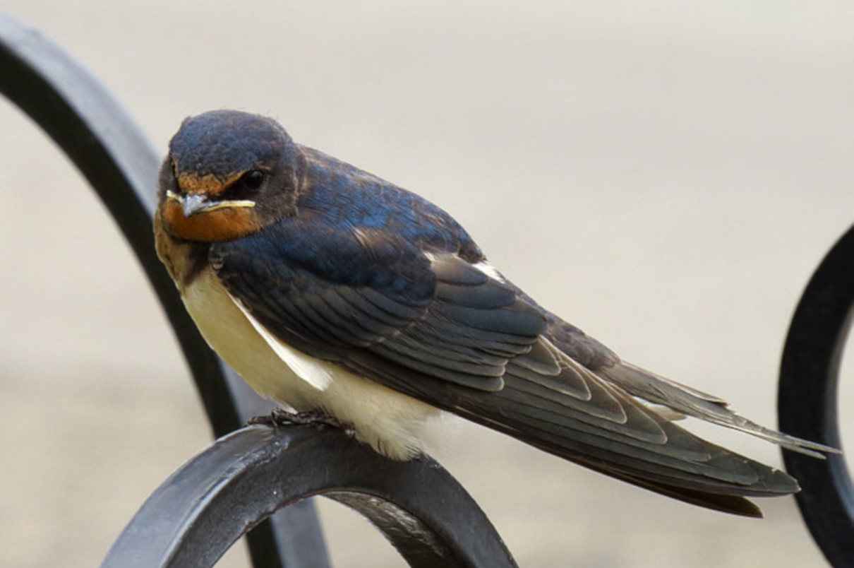 Comportamiento de las golondrinas