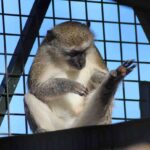 comportamiento-de-los-primates