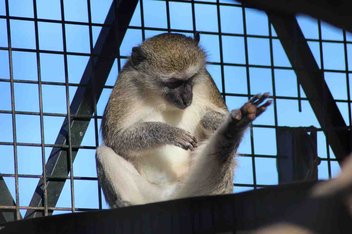 Comportamiento de los primates