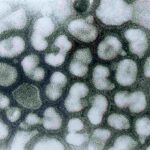 comportamiento-de-los-virus