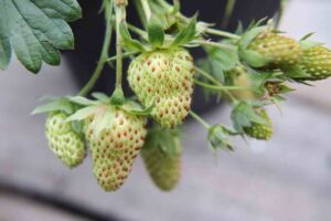 Cultivo de la fresa, plantar y disfrutar de su fruto popular en gastronomía