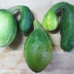 Cómo se cultiva el pepino, Cucumis sativus, enfermedades cultivo-del-pepino