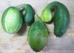 Cómo se cultiva el pepino, Cucumis sativus, enfermedades