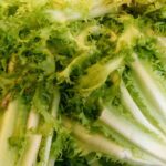 endivia-cichorium-endivia