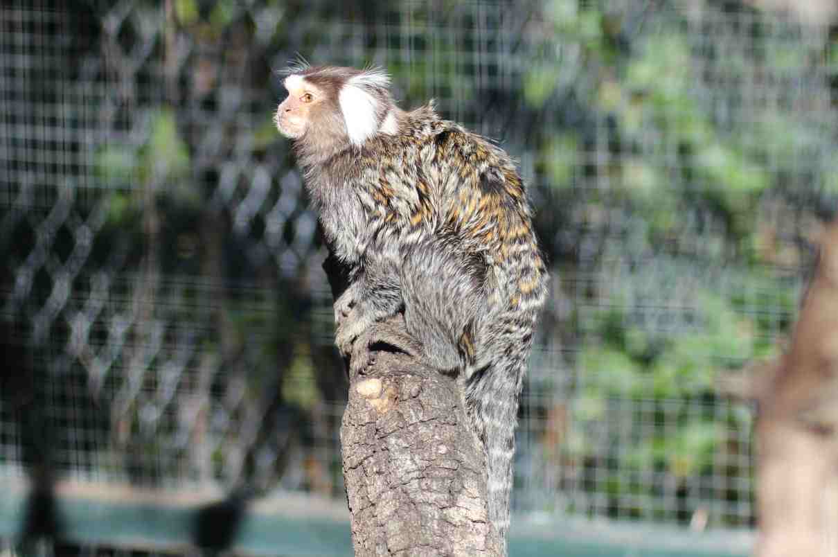 ¿Qué es la etología? Historia y enfoques  etológicos