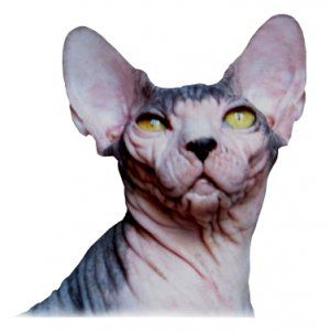 imágenes o fotos de gato sin pelo sphynx, esfinge o egipcio