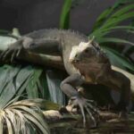 iguana-del-caribe-iguana-delicatissima