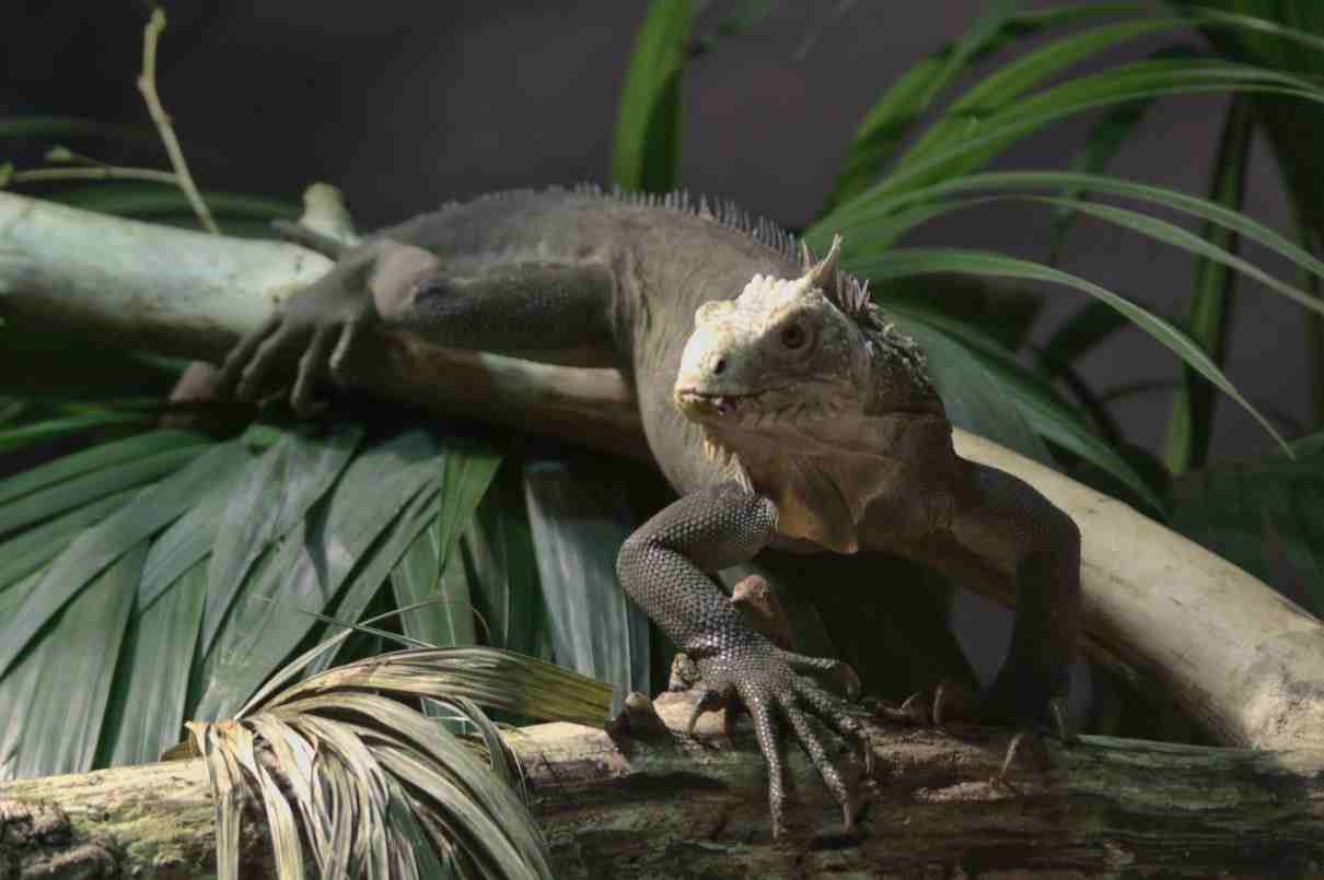 Iguana del caribe, Iguana delicatissima