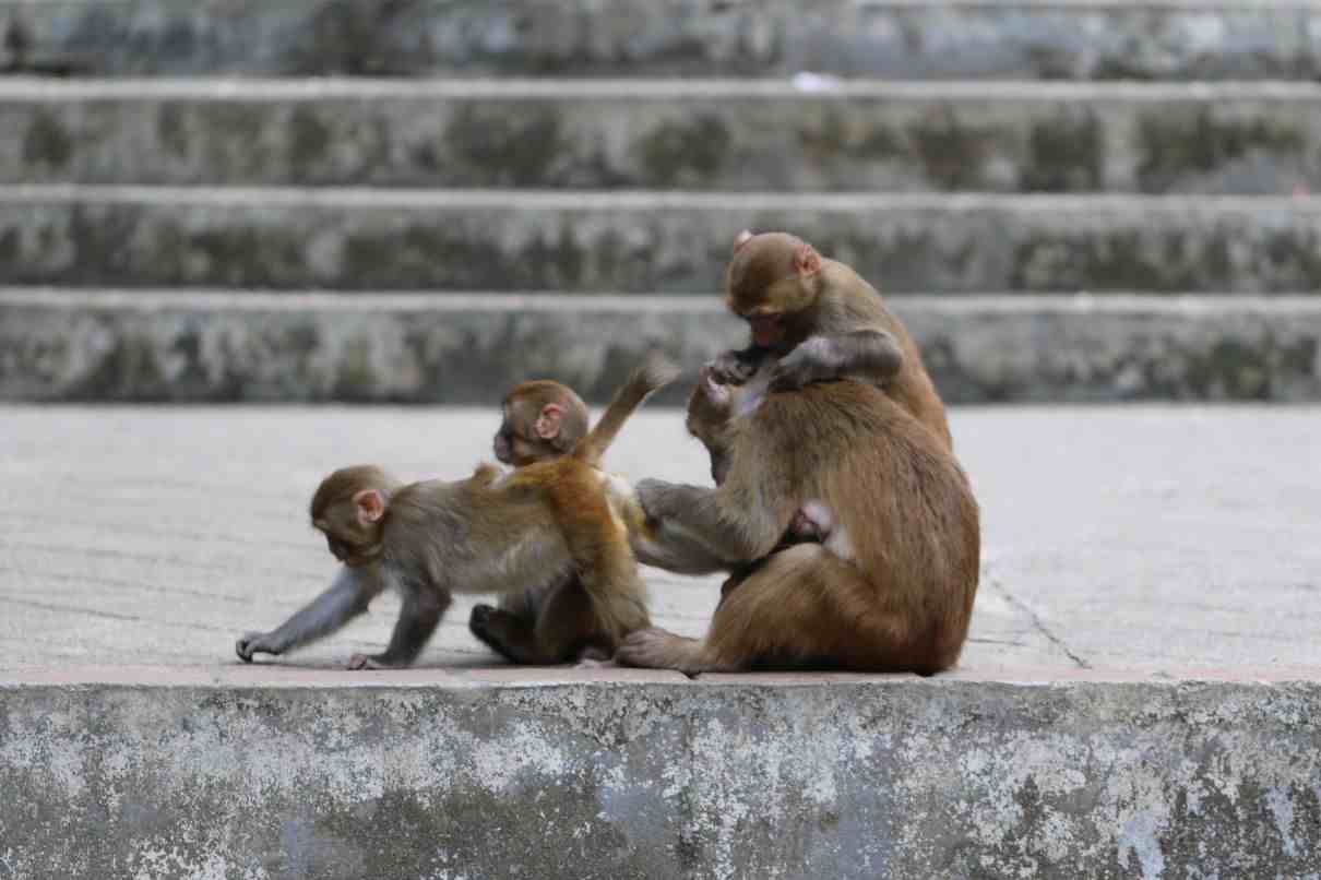 Primates del Viejo Mundo
